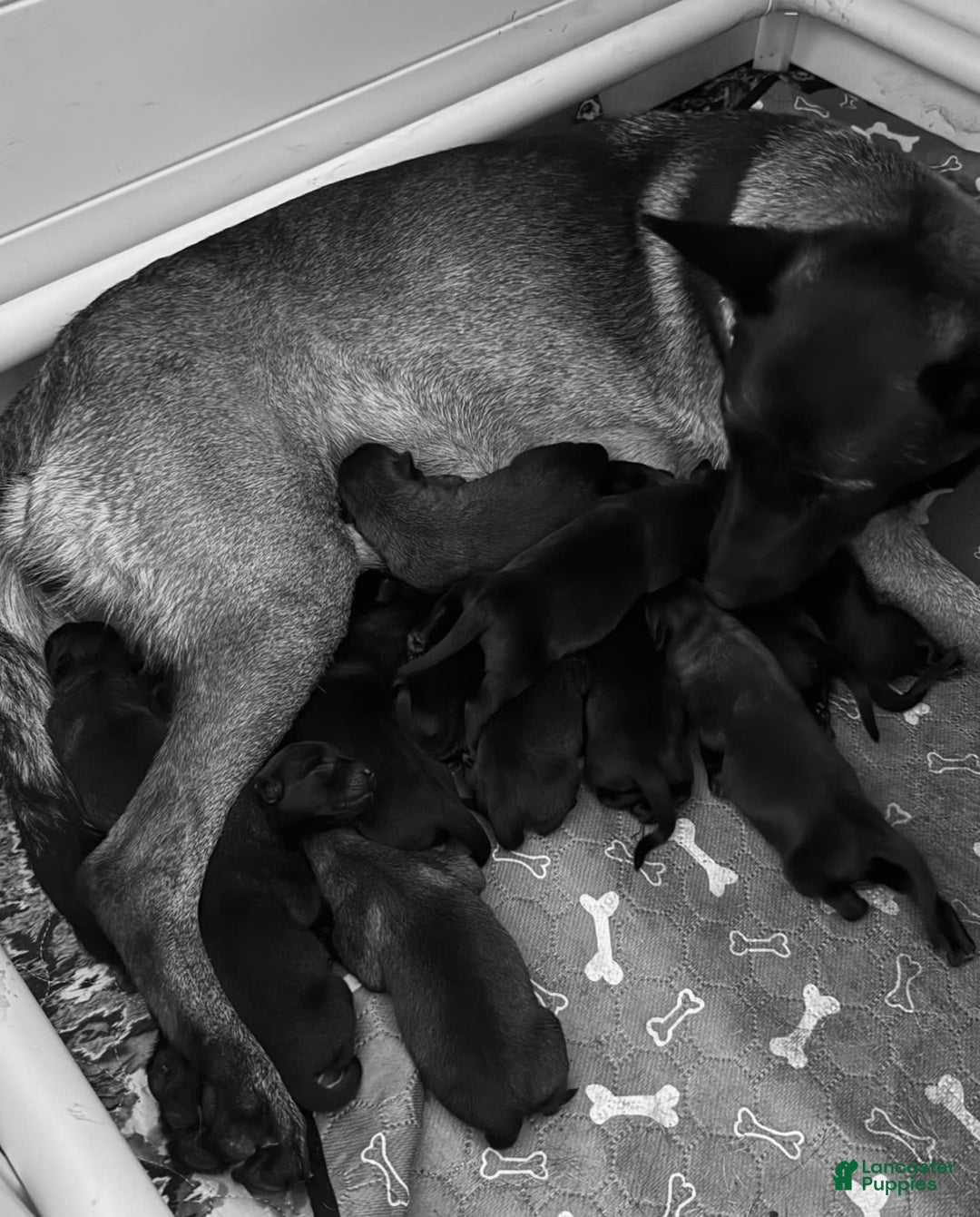 Belgian Malinois dogs for sale: Belgian Malinois Female - Image 1