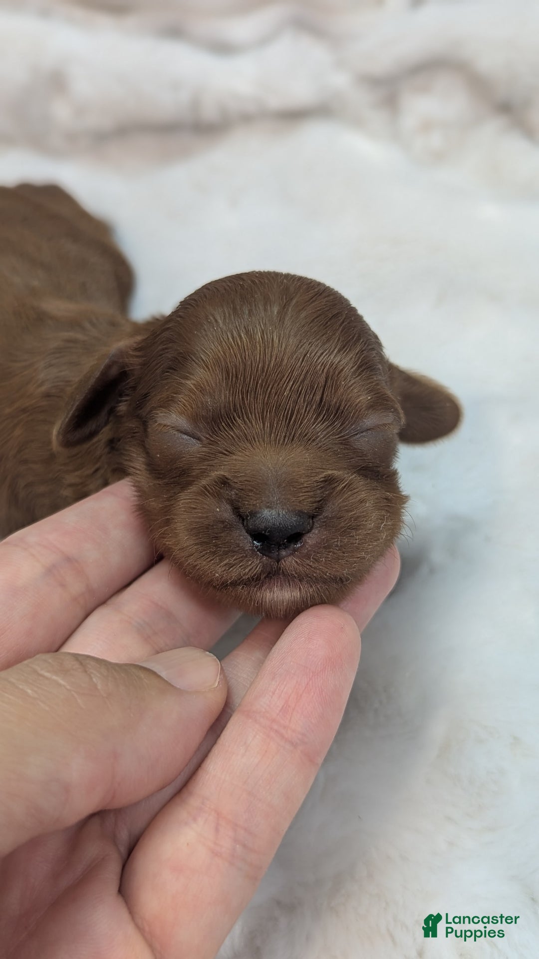 Cavapoo dogs for sale: Zeus - Image 15