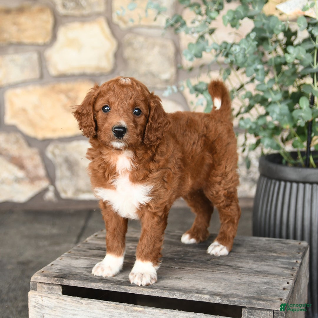 Mini Goldendoodle dogs for sale: Barkey - Image 5