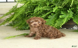 Toy Poodle dogs for sale: Ivy - Image 1