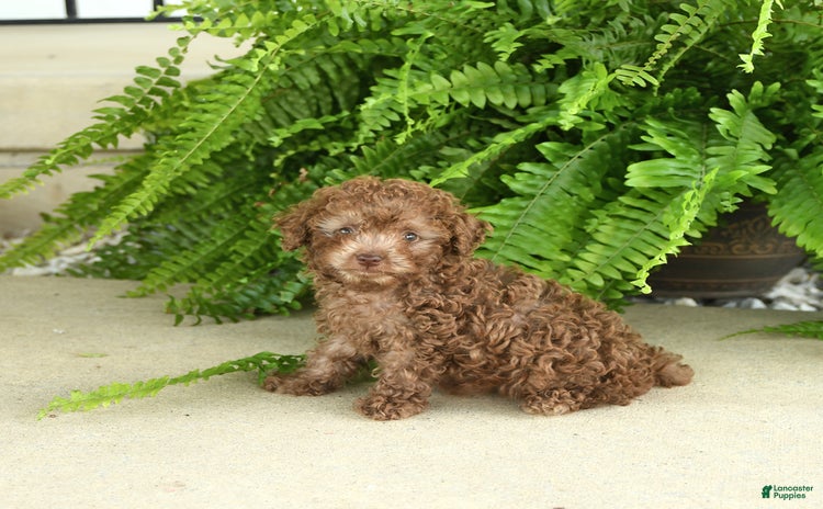 Toy Poodle dogs for sale - Ad 2