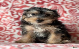 Morkie dogs for sale: James - Image 1