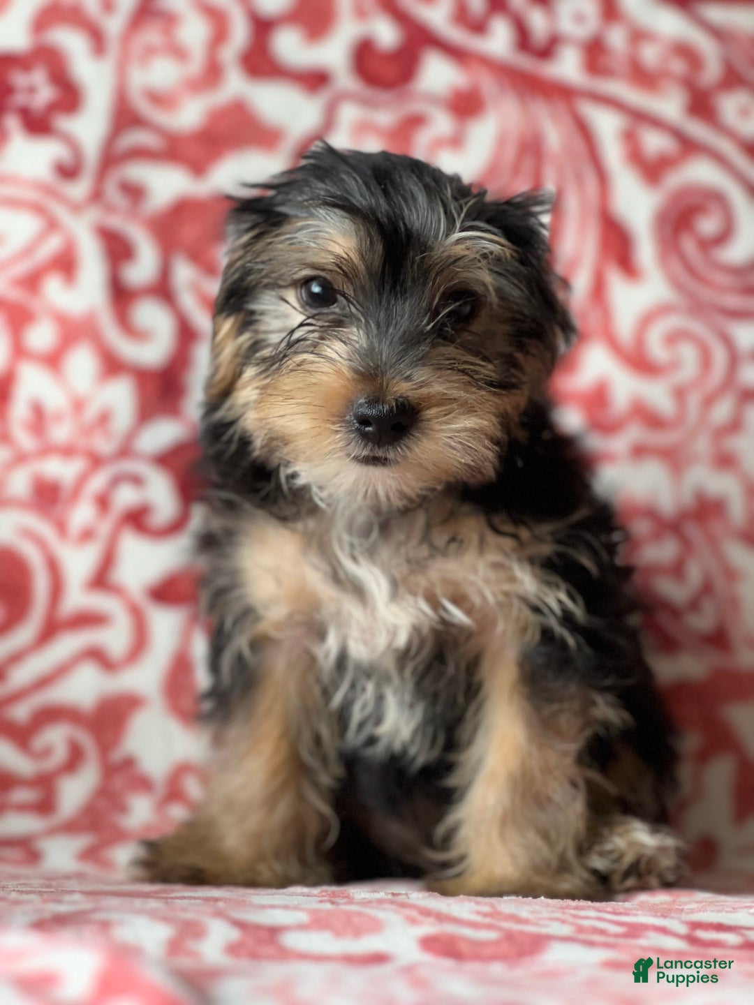 Morkie dogs for sale: James - Image 1