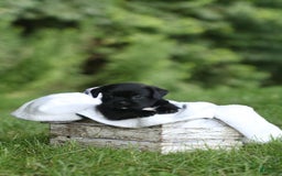 Shih Tzu dogs for sale: Max - Image 2
