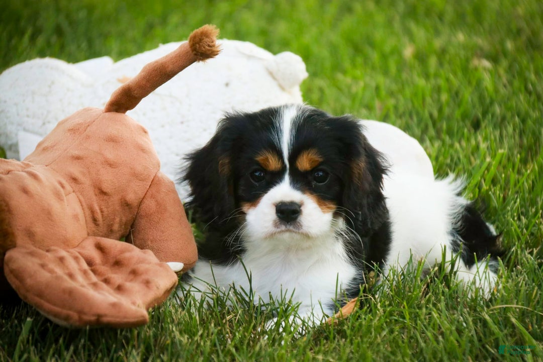 Cavalier King Charles Spaniel dogs for sale: Nero - Image 2