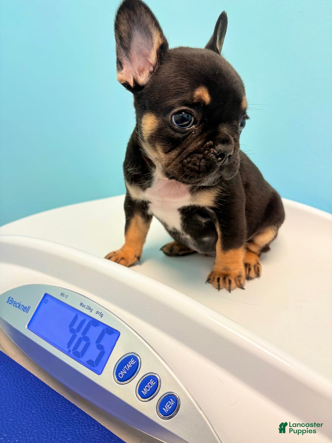 French Bulldog dogs for sale: Louie - Image 3