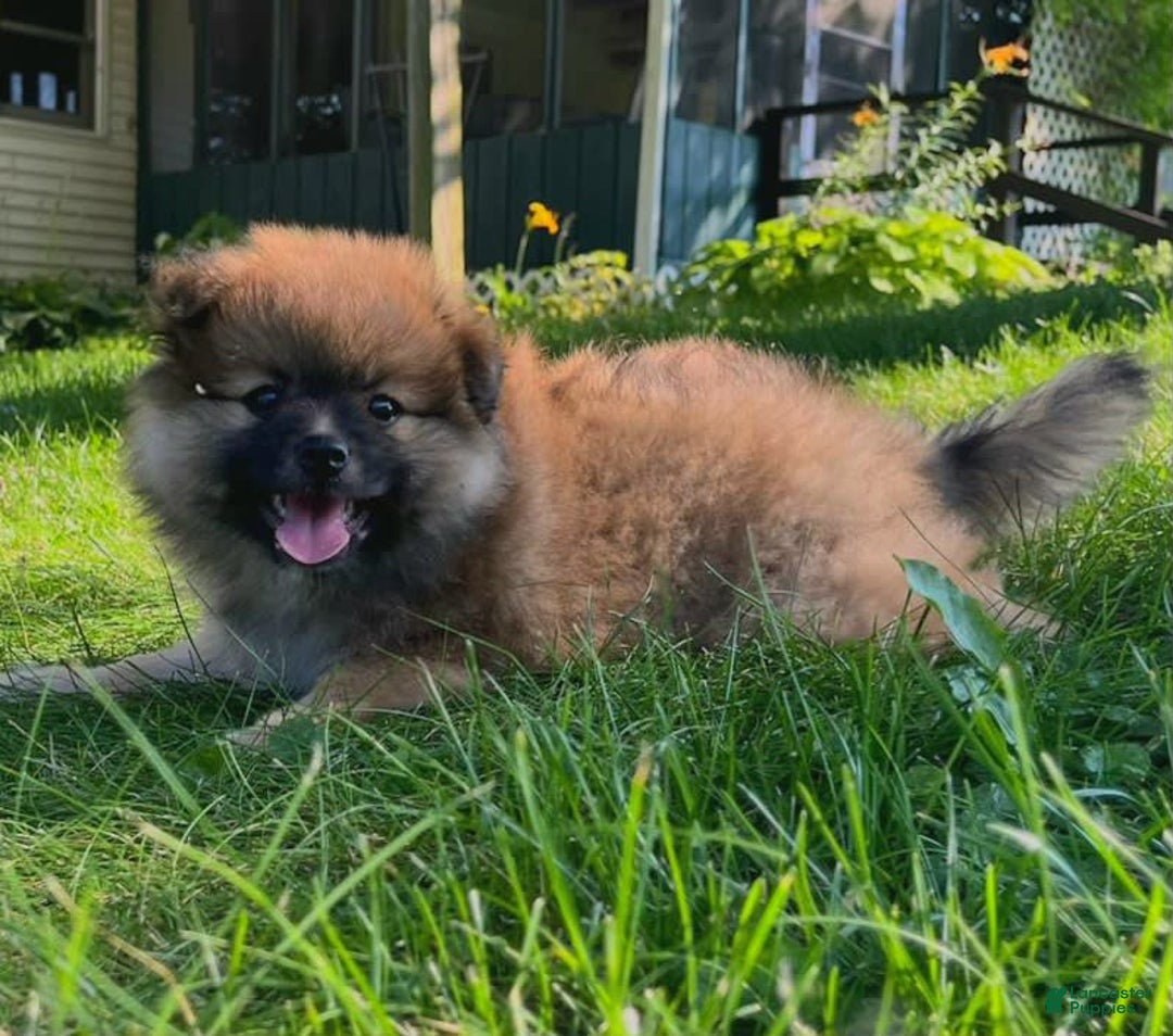 Pomeranian dogs for sale: Finley - Image 1