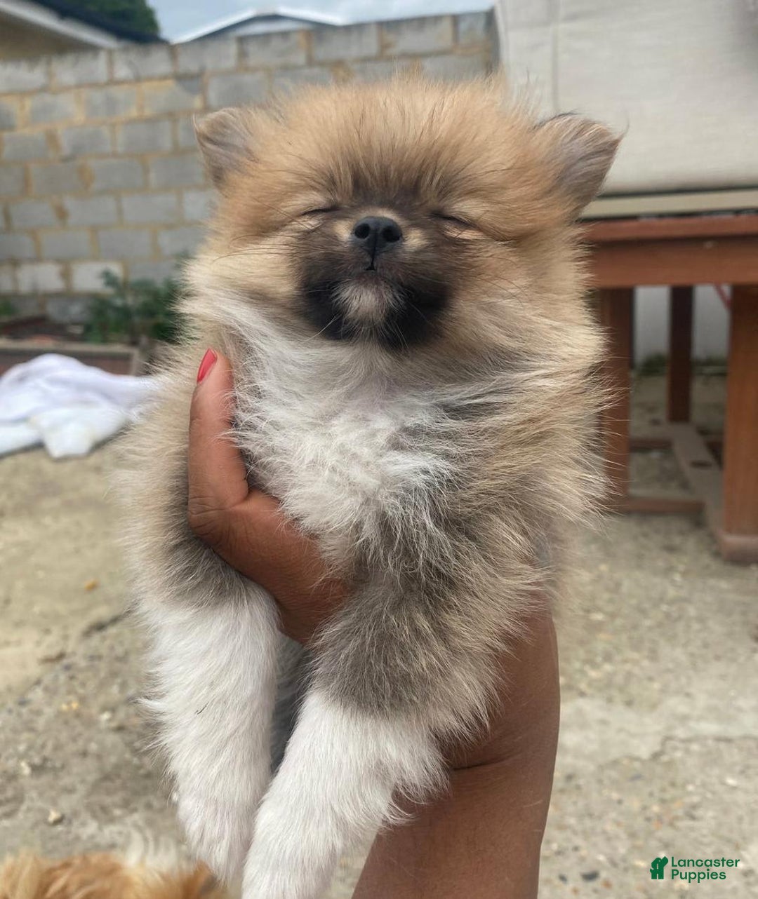 Pomeranian dogs for sale: Molly - Image 2