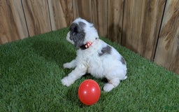 Cavapoo dogs for sale: Bertha Girl 2 - Image 3