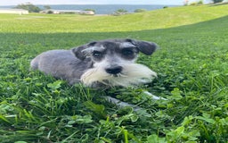 Miniature Schnauzer dogs for sale: Tillie - Image 6