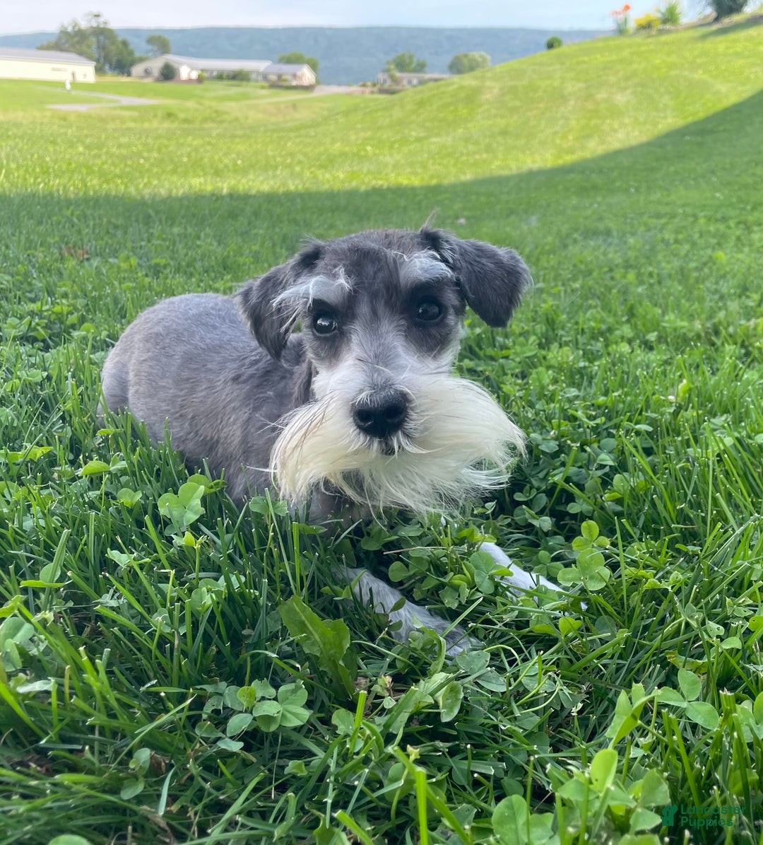 Miniature Schnauzer dogs for sale: Tillie - Image 6