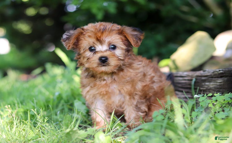 Yorkiepoo dogs - Advert 37