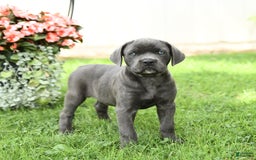 Cane Corso dogs for sale: Beverly - Image 4