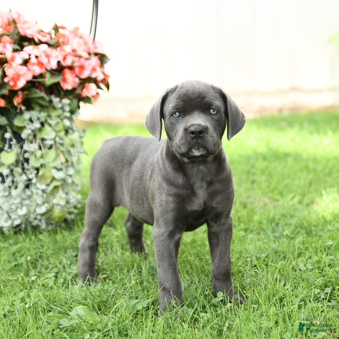 Cane Corso dogs for sale: Beverly - Image 4