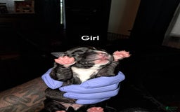 American Staffordshire Terrier dogs for sale: Zulu - Image 1