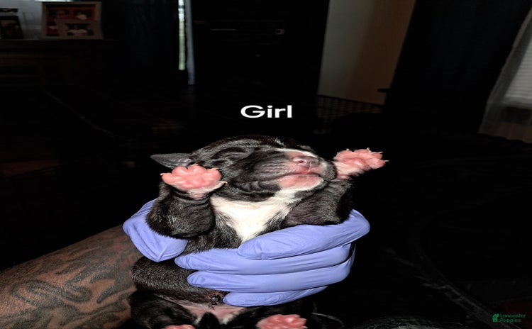 American Staffordshire Terrier dogs for sale - Ad 1