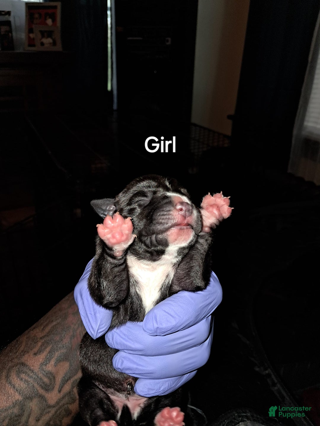 American Staffordshire Terrier dogs for sale: Zulu - Image 1