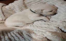 Golden Retriever dogs for sale: Pebbles - Image 6