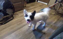 categoriesInfo:categoryAttributeOptions.pets.dogs.breed.akita dogs for sale: Mulan - Image 4