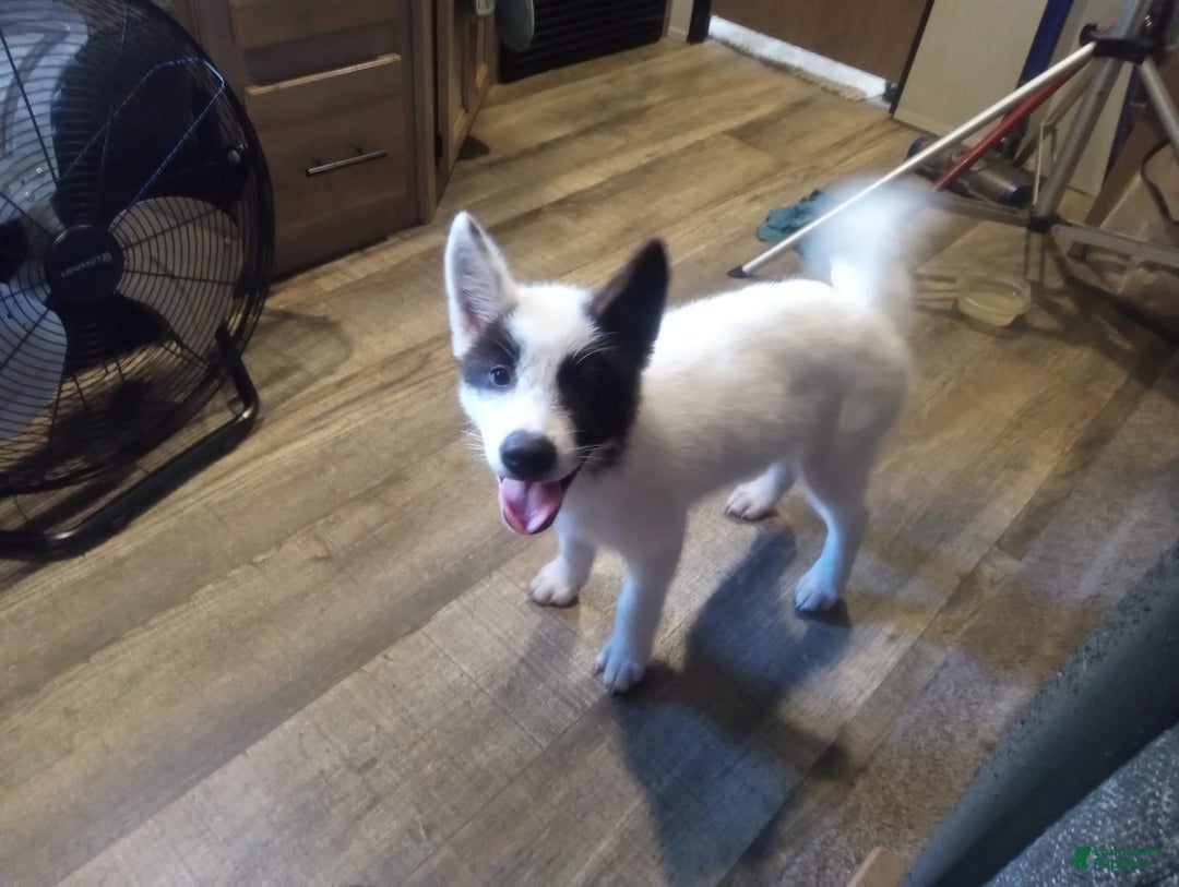 categoriesInfo:categoryAttributeOptions.pets.dogs.breed.akita dogs for sale: Mulan - Image 4