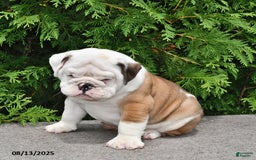 English Bulldog dogs for sale: Rocky - Image 2