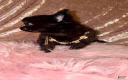 Chihuahua dogs for sale: Tiny Long Coat Female - Image 3