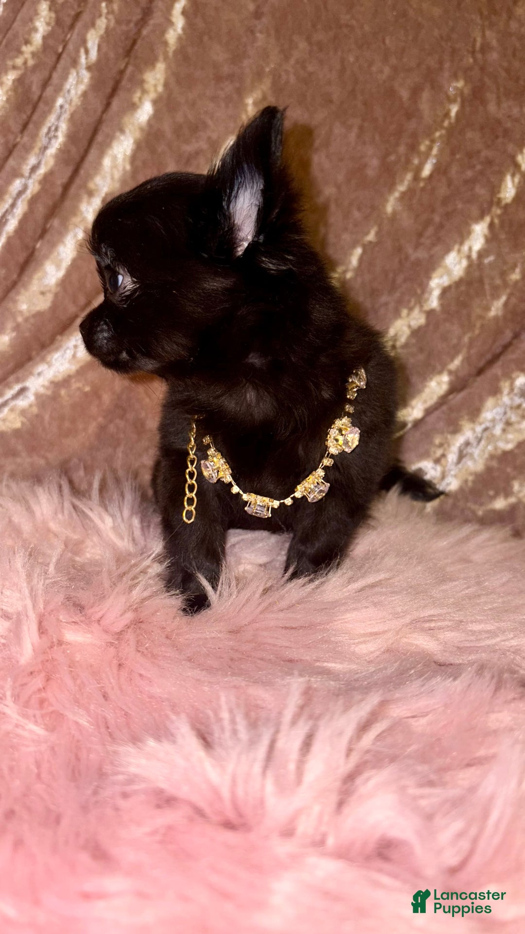 Chihuahua dogs for sale: Tiny Long Coat Female - Image 3