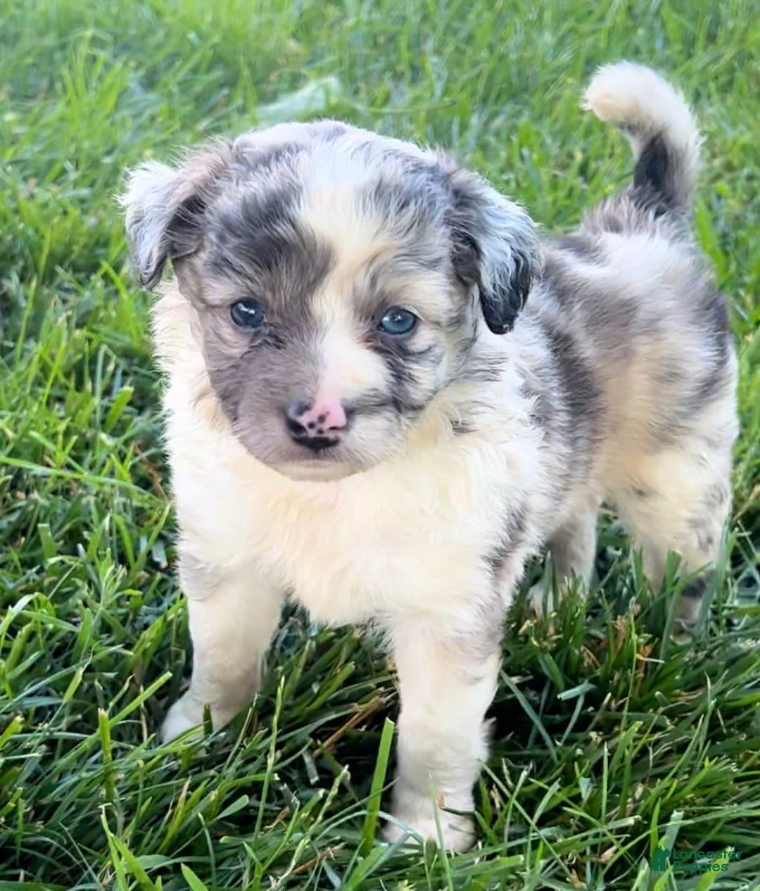 Mini Aussiedoodle dogs for sale: Talli - Listing for pets: Jasmine, Talli, Kya, Lani, Lucy, Bean, Baxter - Image 4