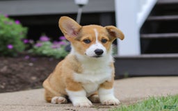 Welsh Corgi Pembroke dogs for sale: Diamond - Image 5