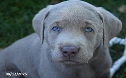 Labrador Retriever dogs for sale: Carl - Image 3