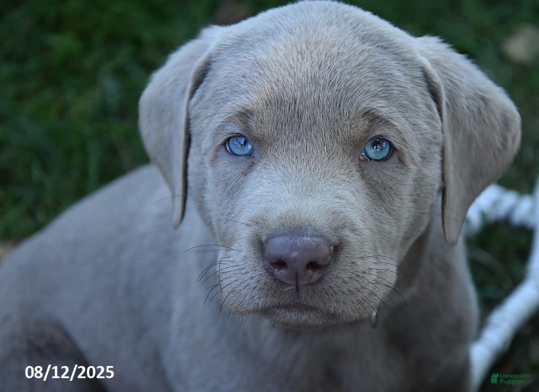 Labrador Retriever dogs for sale: Carl - Image 3
