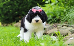 Sheepadoodle dogs for sale: Cora - Image 1