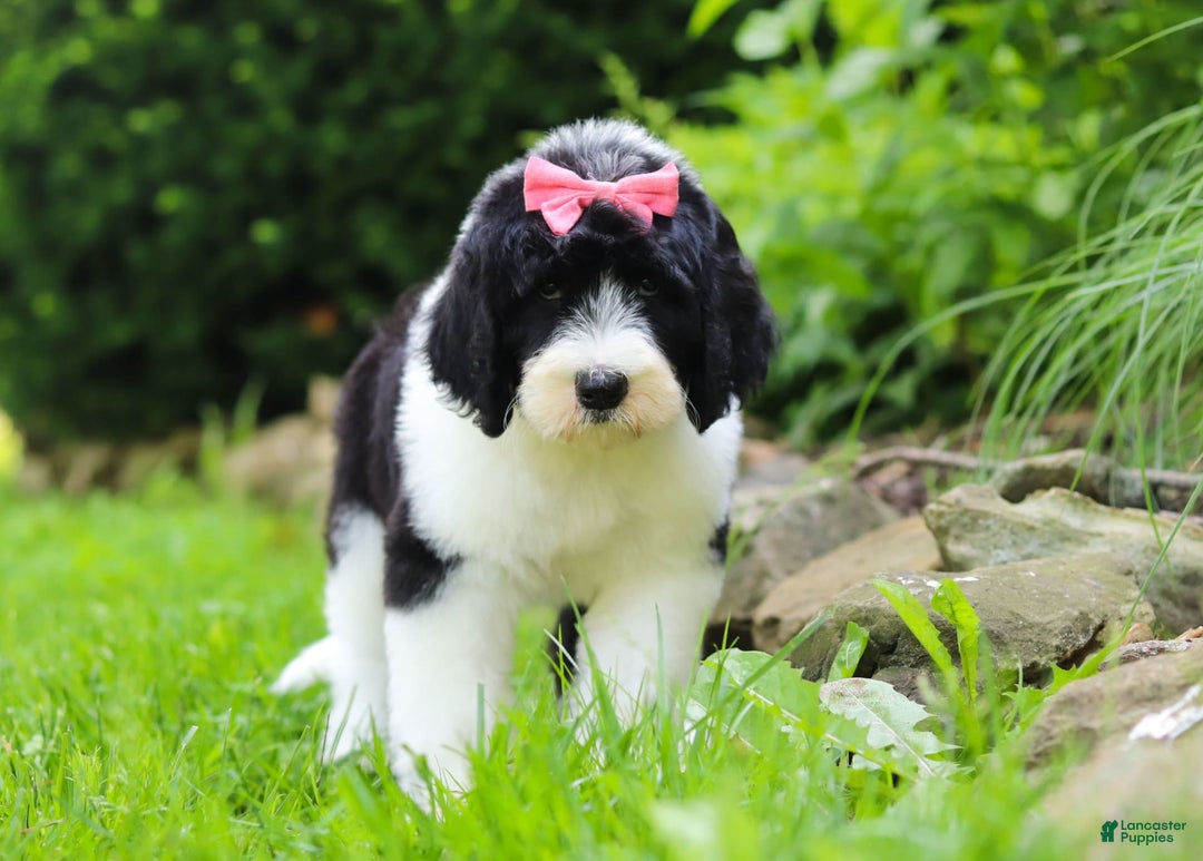Sheepadoodle dogs for sale: Cora - Image 1