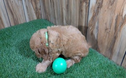 Cavapoo dogs for sale: Sprinkles Boy 1 - Image 5