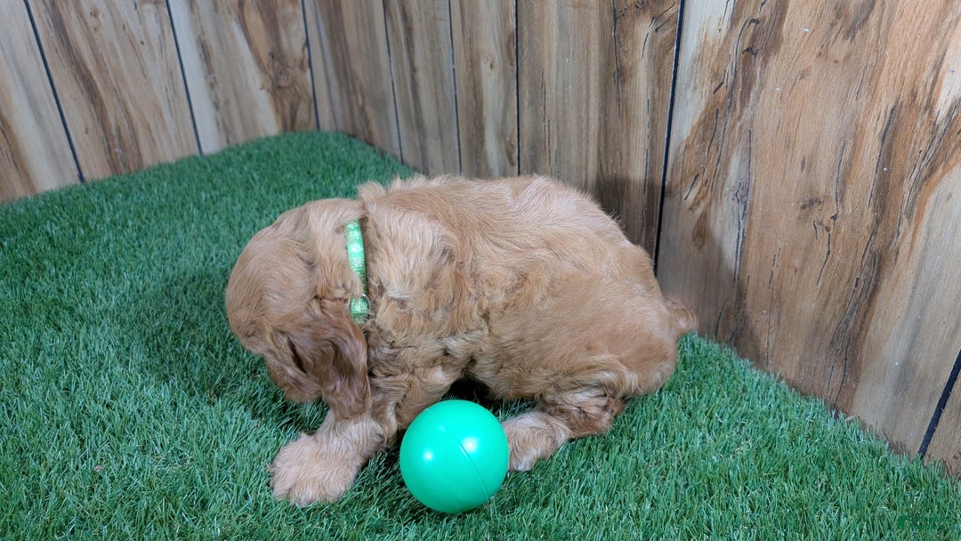 Cavapoo dogs for sale: Sprinkles Boy 1 - Image 5