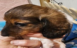 Dachshund dogs for sale: Simba - Image 5
