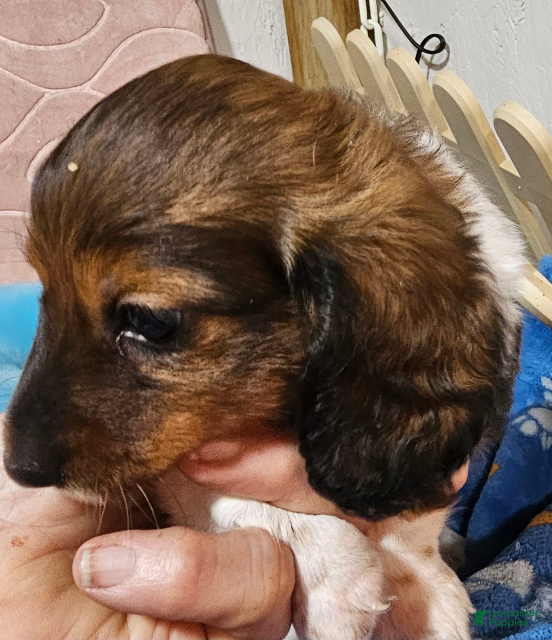 Dachshund dogs for sale: Simba - Image 5