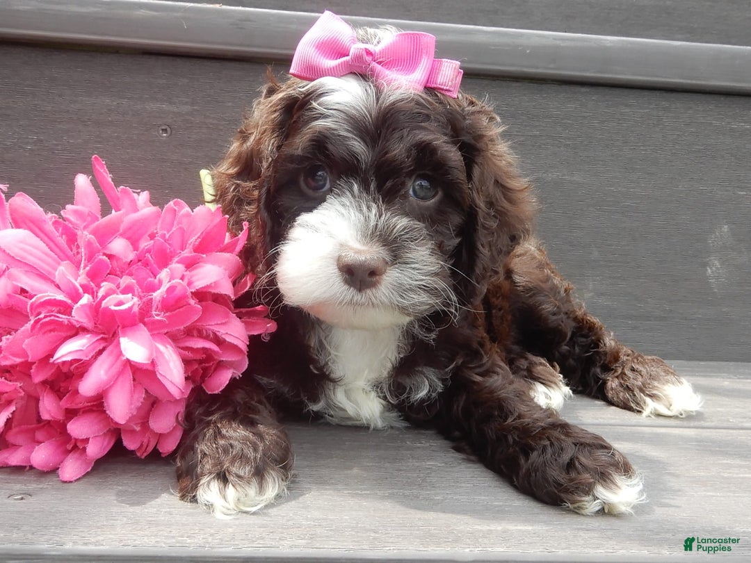 Cockapoo dogs for sale: Laci - Image 1