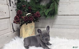 French Bulldog dogs for sale: Kip - Image 2