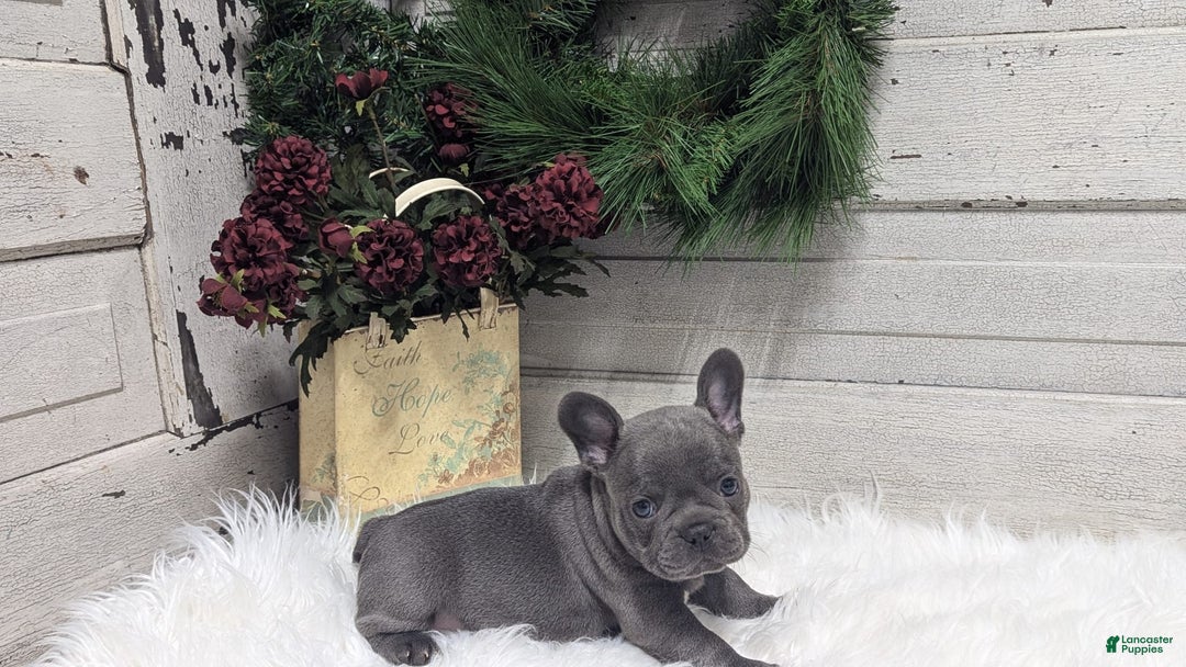 French Bulldog dogs for sale: Kip - Image 2