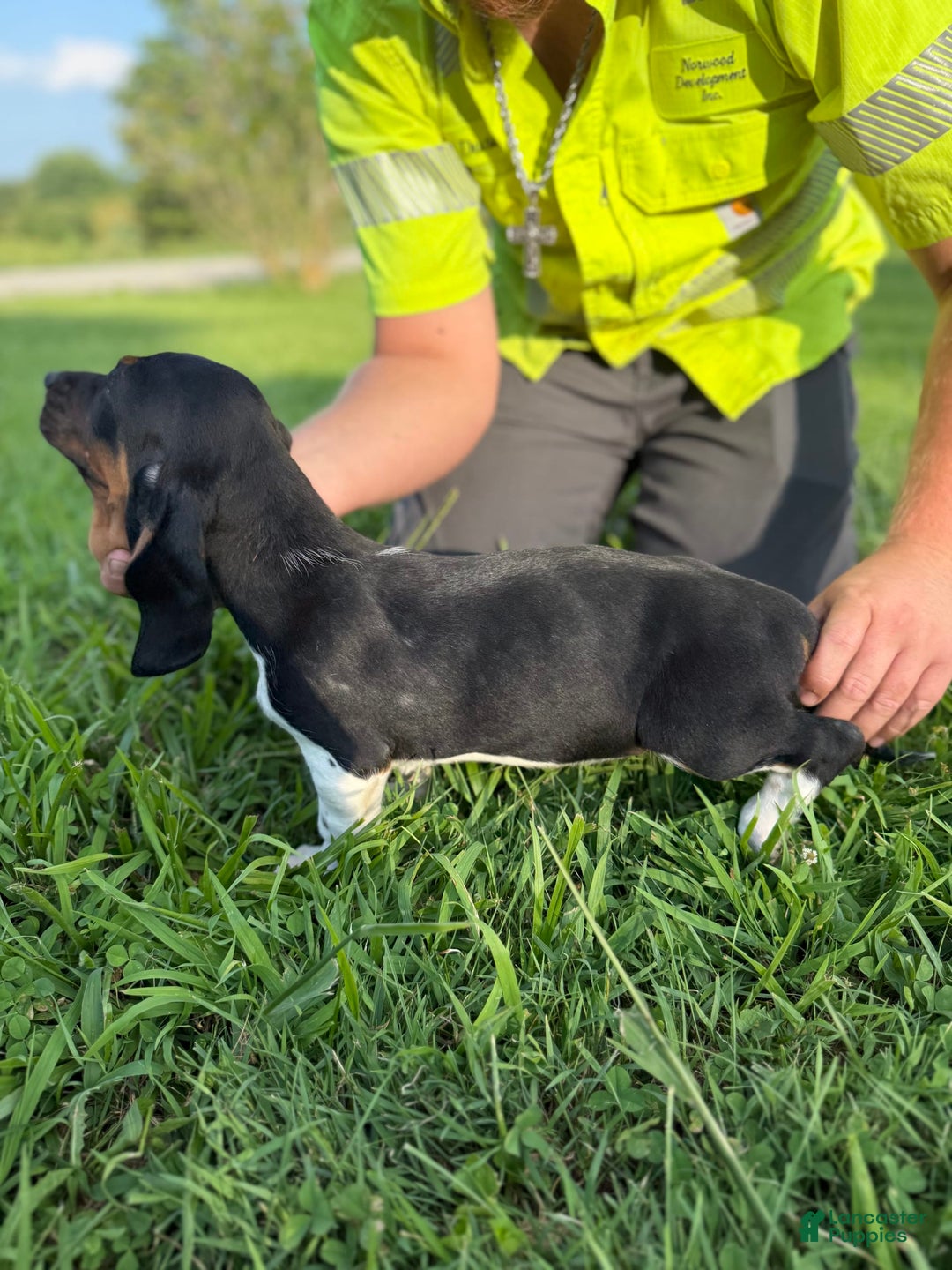 Basset Hound dogs for sale: Puddin - Image 4