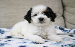 Mini Bernedoodle dogs for sale: Lennon - Image 2