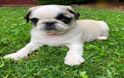 Pug dogs for sale: Lucio - Image 2