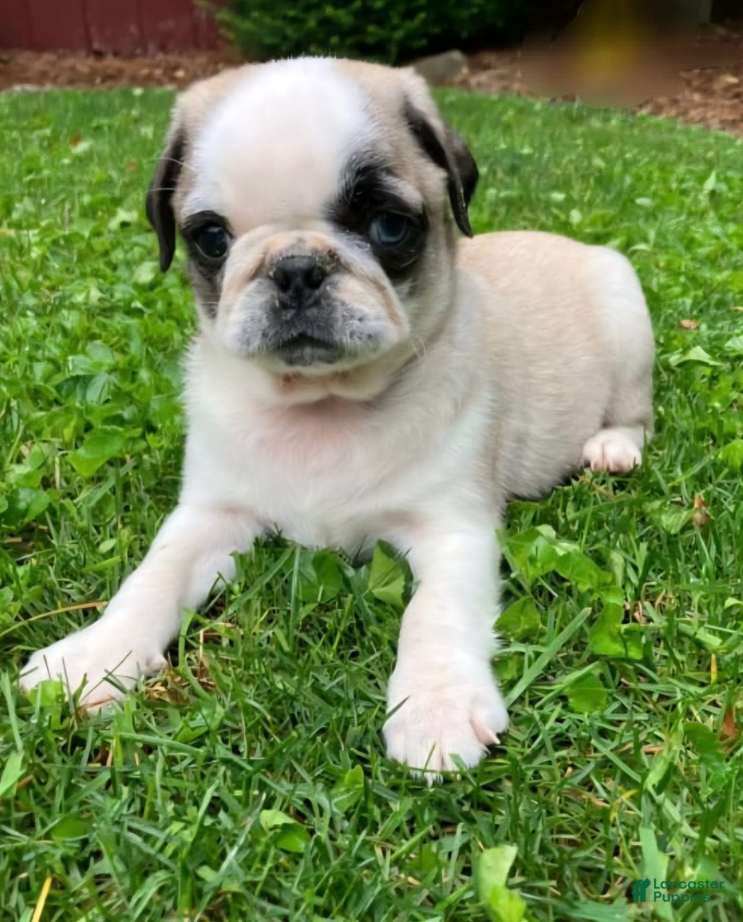 Pug dogs for sale: Lucio - Image 2
