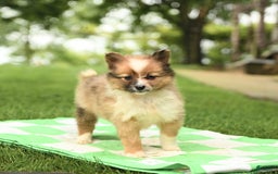 Shetland Sheepdog dogs for sale: Peaches - Image 4