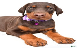 Doberman Pinscher dogs for sale: Marsha - Image 1