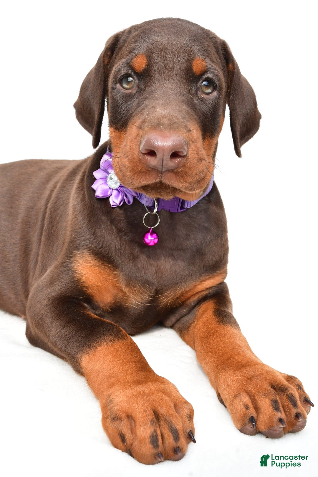 Doberman Pinscher dogs for sale: Marsha - Image 1