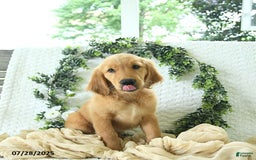 Golden Retriever dogs for sale: Abby - Image 7