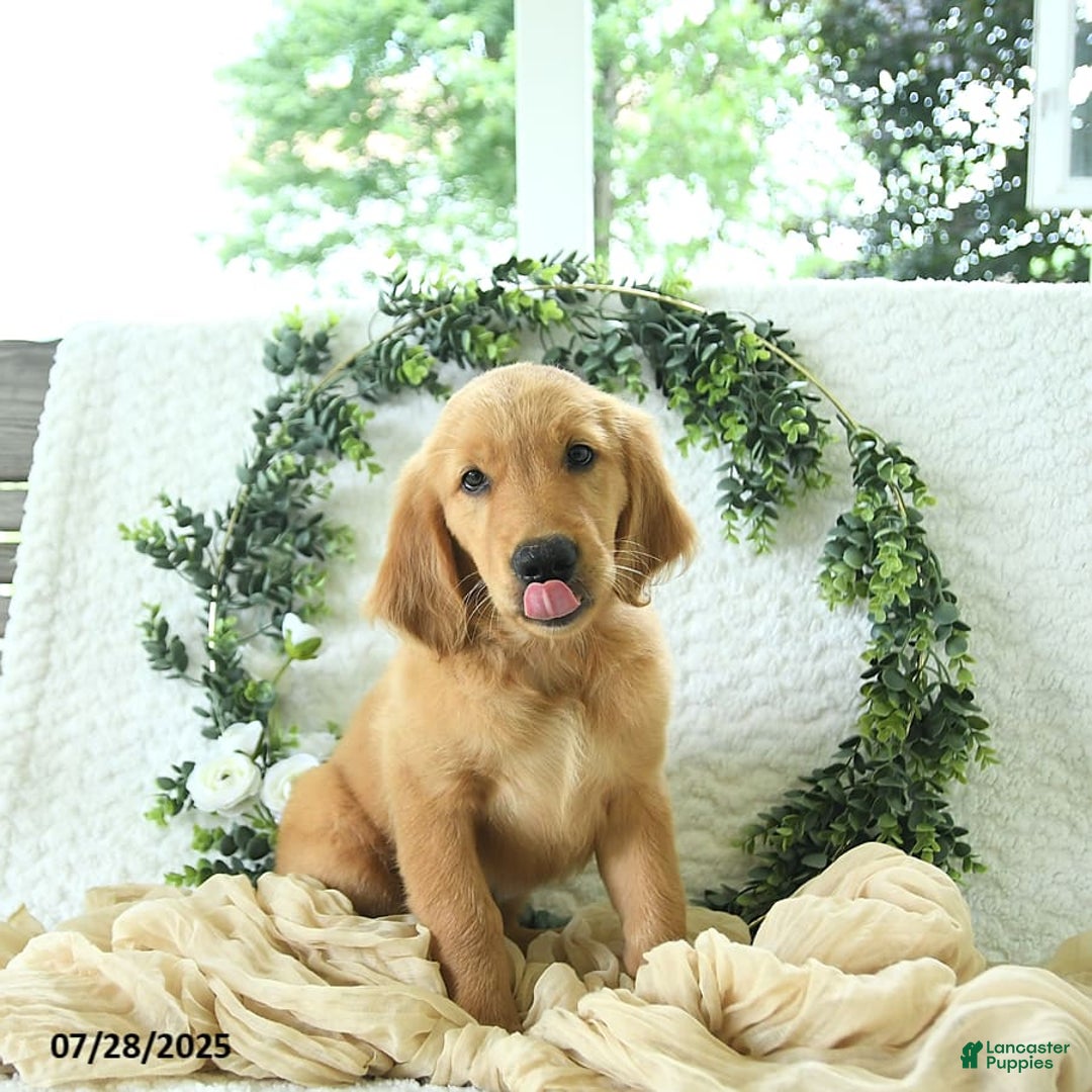 Golden Retriever dogs for sale: Abby - Image 7