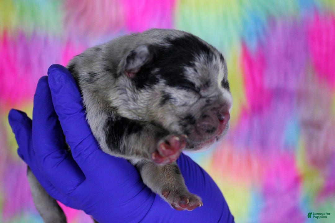 American Bully dogs for sale: Black Merle Female - Image 4